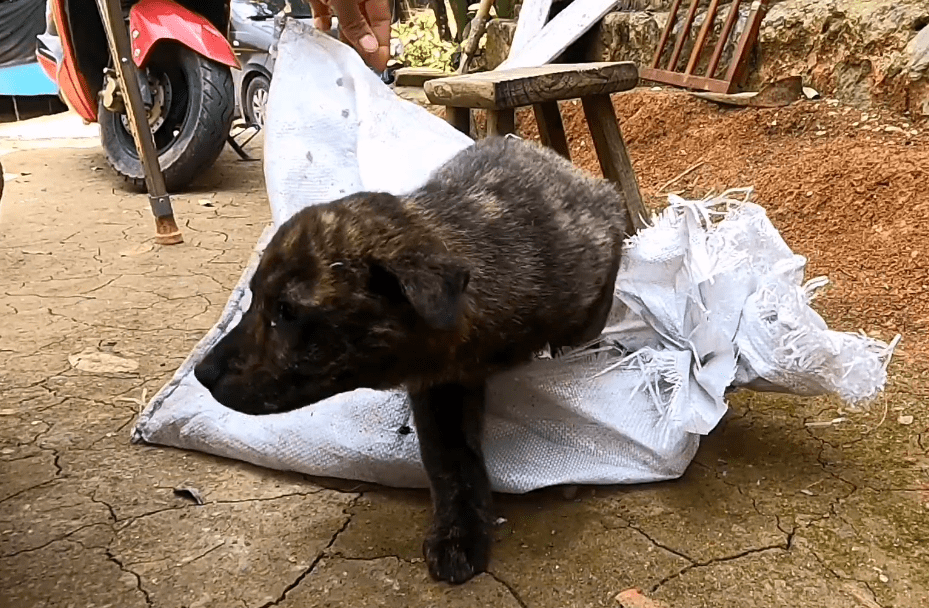 虎斑狗圖片多少錢(qián)一只_虎斑犬多少錢(qián)一只_什么叫虎斑狗
