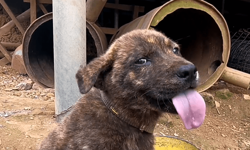虎斑狗圖片多少錢(qián)一只_什么叫虎斑狗_虎斑犬多少錢(qián)一只