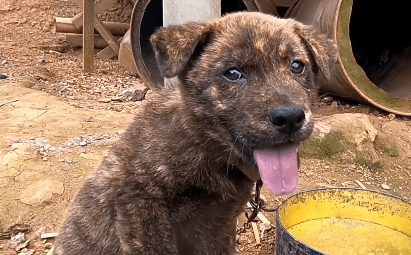 虎斑犬多少錢(qián)一只_虎斑狗圖片多少錢(qián)一只_什么叫虎斑狗