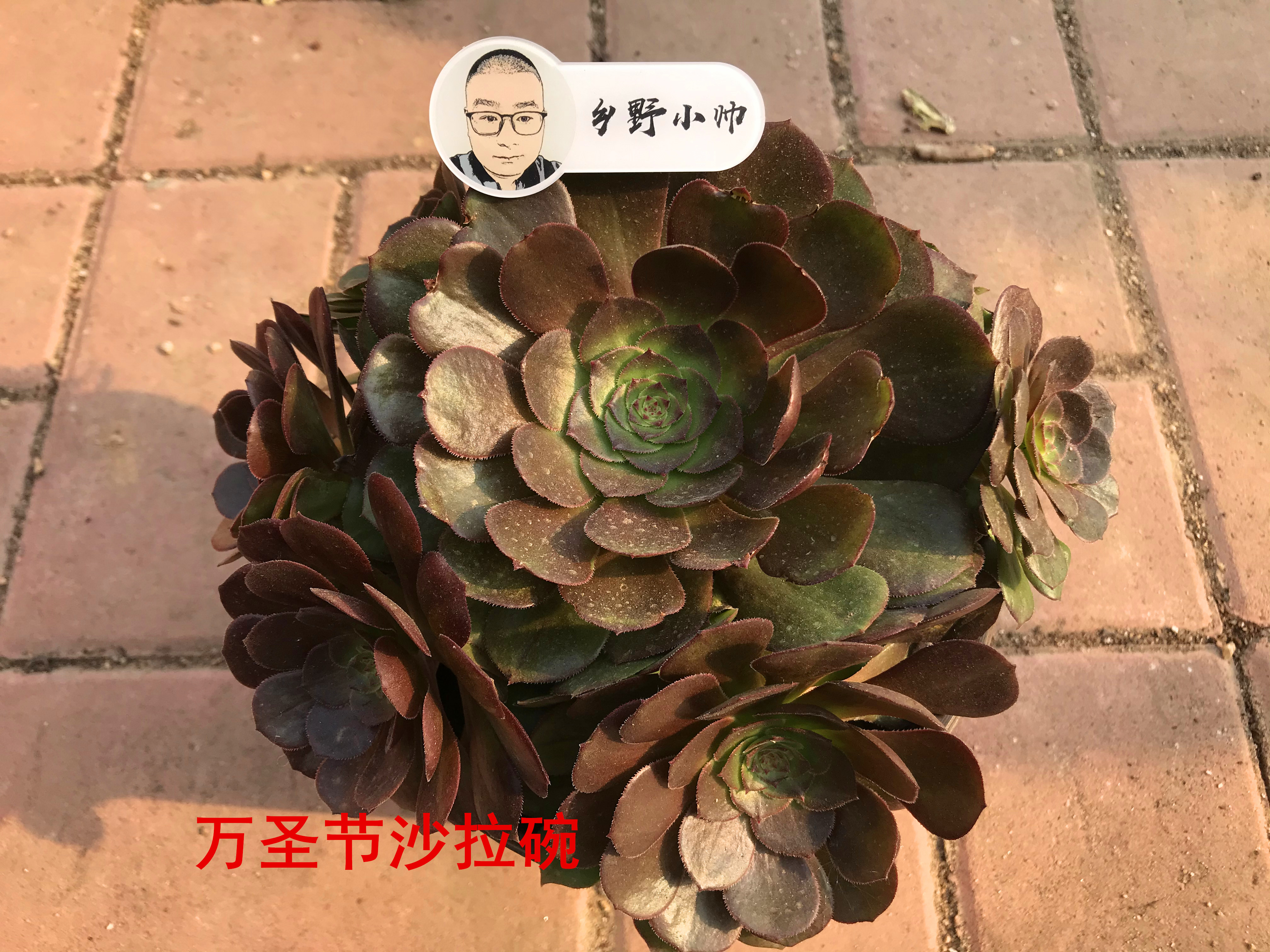 澆多肉水里放醋可以嗎_澆多肉的水_多肉澆多少水