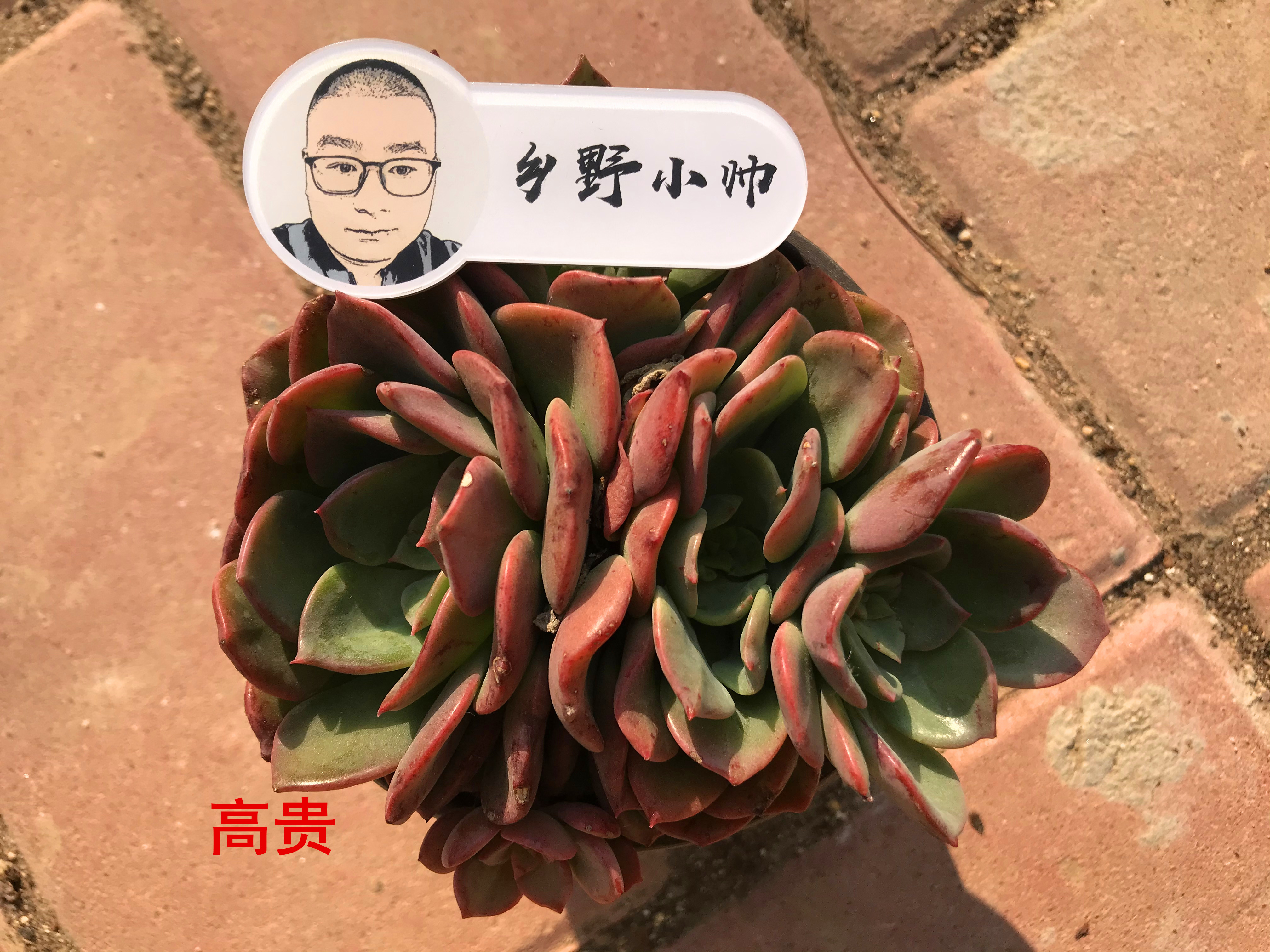 澆多肉的水_多肉澆多少水_澆多肉水里放醋可以嗎