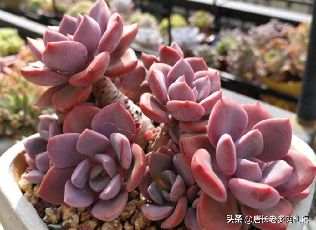 多肉品種何其多，但黛比和彩虹糖永遠(yuǎn)是經(jīng)典，養(yǎng)好之后全年不褪色
