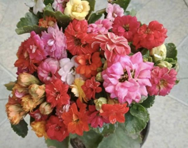 多肉長(zhǎng)壽花怎么養(yǎng)殖_多肉長(zhǎng)壽花_長(zhǎng)壽花是多肉嗎