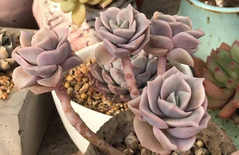 多肉可愛(ài)玫瑰_多肉植物可愛(ài)玫瑰_玫瑰可愛(ài)多肉怎么養(yǎng)