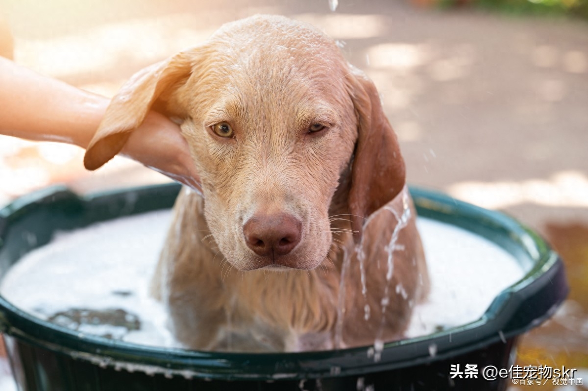 給狗狗洗澡的正確方法_狗狗洗澡的正確方法_狗狗洗澡正確方法視頻