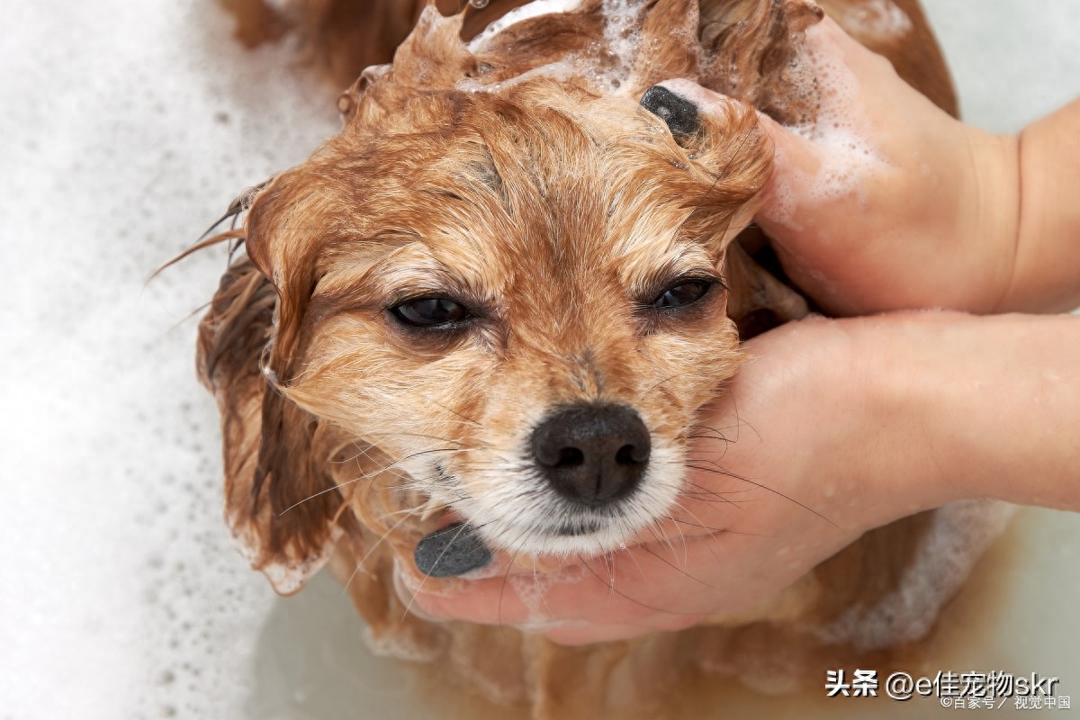 狗狗洗澡正確方法視頻_給狗狗洗澡的正確方法_狗狗洗澡的正確方法