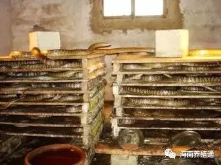 冷水觀賞魚什么魚最好養(yǎng)_十大冷水觀賞魚_冷水觀賞魚大全品種圖片