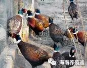 十大冷水觀賞魚_冷水觀賞魚大全品種圖片_冷水觀賞魚什么魚最好養(yǎng)