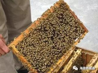 十大冷水觀賞魚_冷水觀賞魚什么魚最好養(yǎng)_冷水觀賞魚大全品種圖片