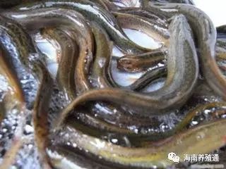 十大冷水觀賞魚_冷水觀賞魚大全品種圖片_冷水觀賞魚什么魚最好養(yǎng)