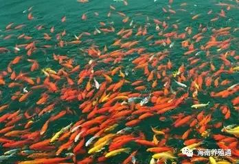 冷水觀賞魚大全品種圖片_冷水觀賞魚什么魚最好養(yǎng)_十大冷水觀賞魚