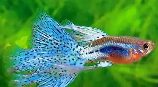 冷水觀賞魚大全品種圖片_十大冷水觀賞魚_冷水觀賞魚什么魚最好養(yǎng)