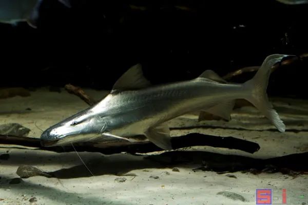 十大冷水觀賞魚(yú)_冷水觀賞魚(yú)有哪些品種_冷水觀賞魚(yú)哪個(gè)最好養(yǎng)最好看