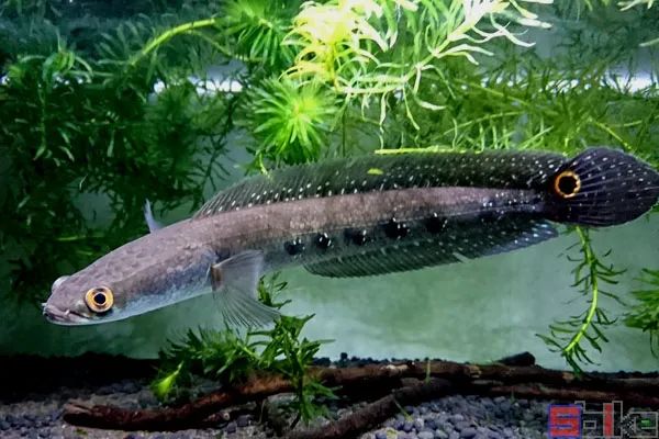 十大冷水觀賞魚(yú)_冷水觀賞魚(yú)有哪些品種_冷水觀賞魚(yú)哪個(gè)最好養(yǎng)最好看