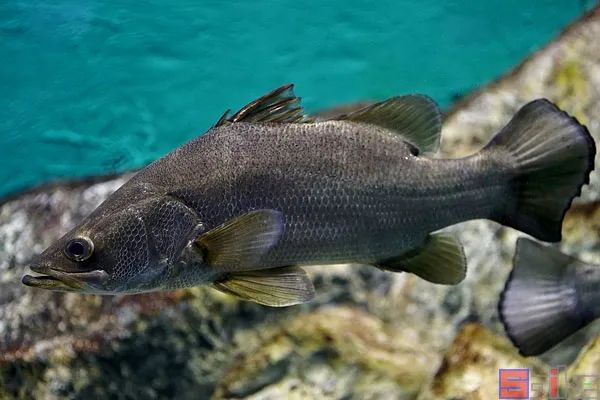 十大冷水觀賞魚(yú)_冷水觀賞魚(yú)哪個(gè)最好養(yǎng)最好看_冷水觀賞魚(yú)有哪些品種