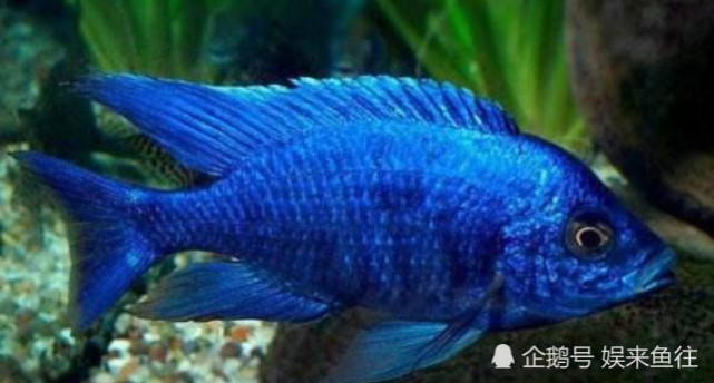 魚(yú)缸最好養(yǎng)的觀賞魚(yú)_魚(yú)缸養(yǎng)殖觀賞魚(yú)應(yīng)該注意哪些_觀賞魚(yú)缸養(yǎng)魚(yú)好不好