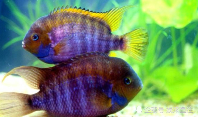 觀賞魚(yú)缸養(yǎng)魚(yú)好不好_魚(yú)缸最好養(yǎng)的觀賞魚(yú)_魚(yú)缸養(yǎng)殖觀賞魚(yú)應(yīng)該注意哪些