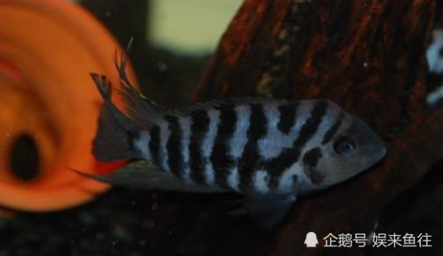魚(yú)缸最好養(yǎng)的觀賞魚(yú)_魚(yú)缸養(yǎng)殖觀賞魚(yú)應(yīng)該注意哪些_觀賞魚(yú)缸養(yǎng)魚(yú)好不好