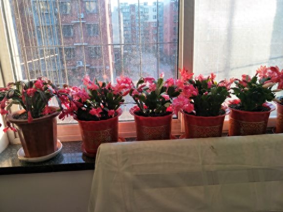 12月給花澆水，“2種料”加下去，長壽花、蟹爪蘭長滿盆，有用！