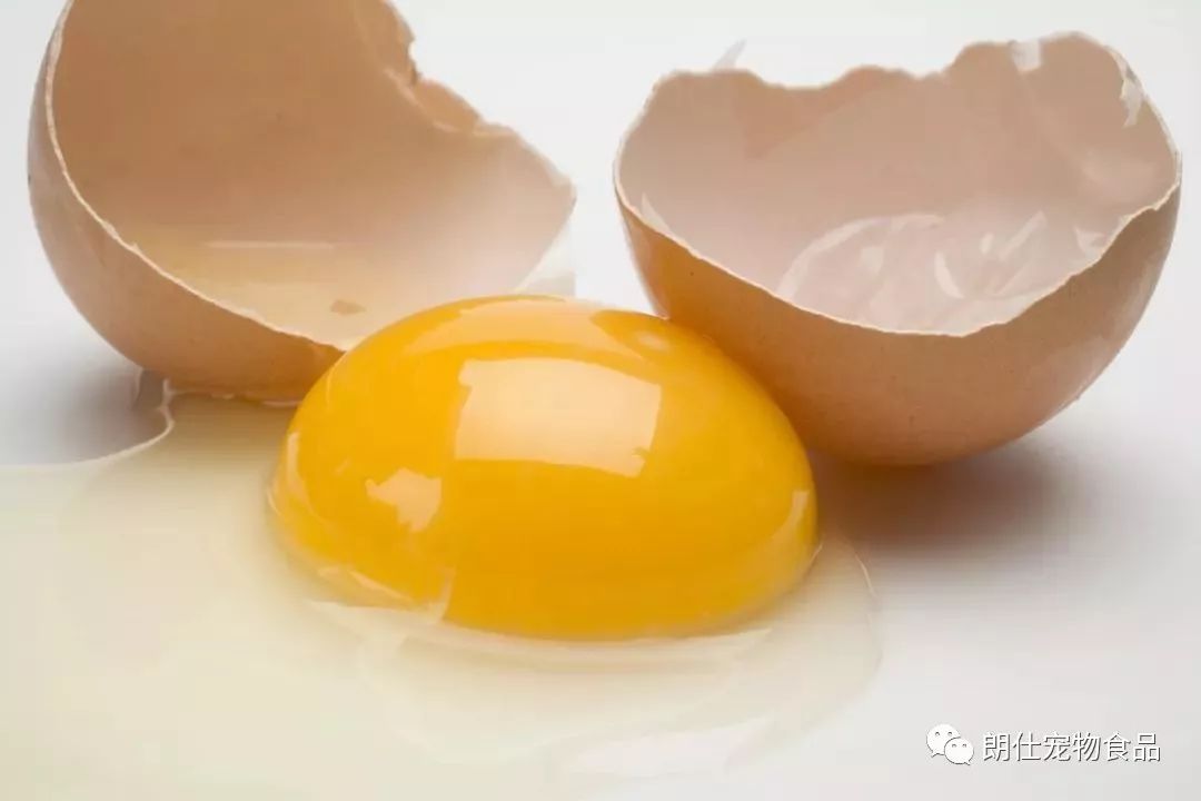 狗懷孕補充什么營養_狗狗懷孕吃什么有營養_狗狗懷孕吃什么有營養飯