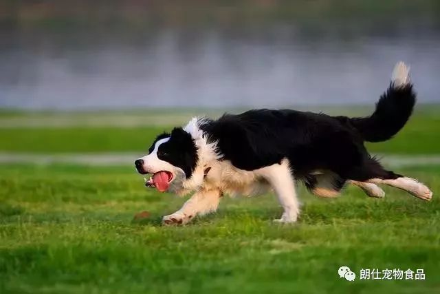 狗狗懷孕吃什么有營養飯_狗狗懷孕吃什么有營養_狗懷孕補充什么營養