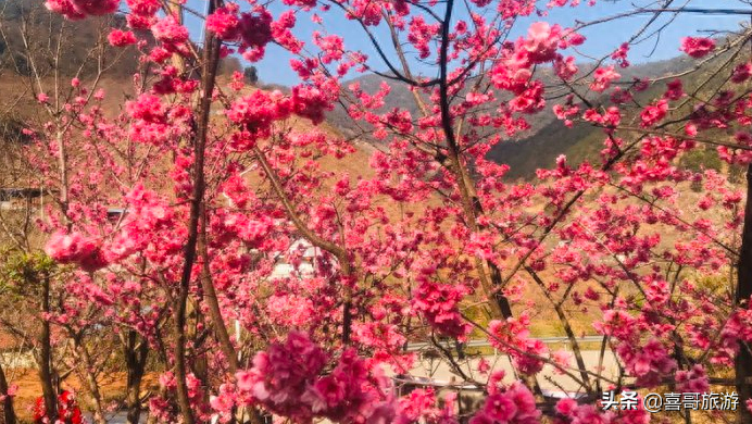 春節(jié)攀枝花自駕游攻略_攀枝花自駕一日游哪里好玩_攀枝花旅游攻略自駕游