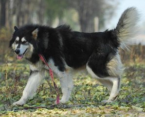 狗狗總是吃屎是怎么回事？狗狗吃自己的大便怎么辦