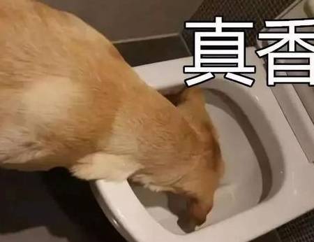 狗為什么喜歡吃屎呢？原來是有這5個原因！