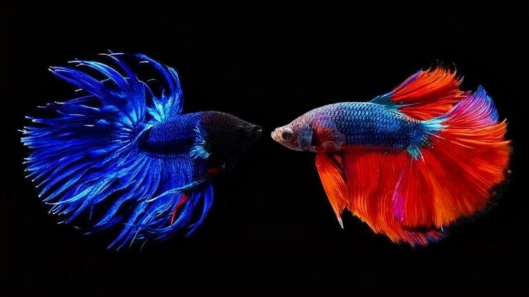 真想養(yǎng)魚不死魚？多年的親身實(shí)踐，只需這幾種觀賞魚能夠做到