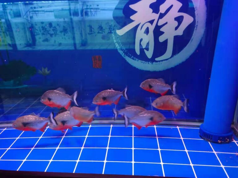 真想養(yǎng)魚不死魚？多年的親身實(shí)踐，只需這幾種觀賞魚能夠做到