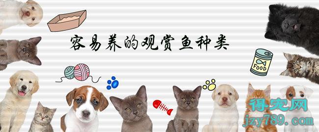 容易養的觀賞魚種類(易養活的觀賞魚)