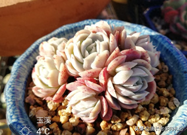 多肉露西娜的養殖方法_多肉露西娜_多肉植物露西娜