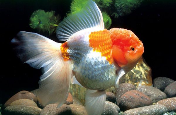 文種金魚(yú)獅子頭