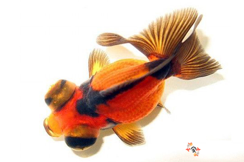龍種金魚(yú)龍睛