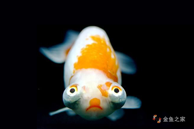 望天金魚(yú)