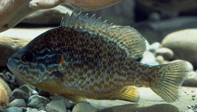 這種美麗多彩的淡水魚，引進國內后供不應求，是真的嗎?