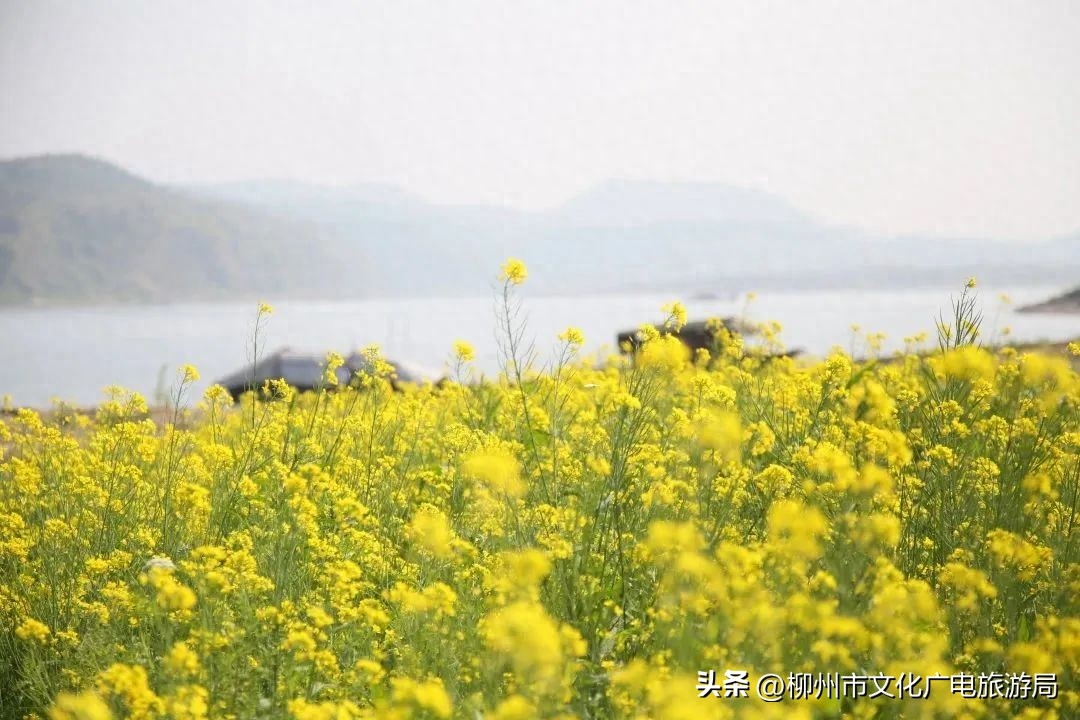 柳州自駕游路線_柳州自駕一日游_柳州自駕游一日游攻略
