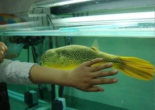 12種寵物狗頭魚，養(yǎng)熟了和狗狗一樣萌萌噠…