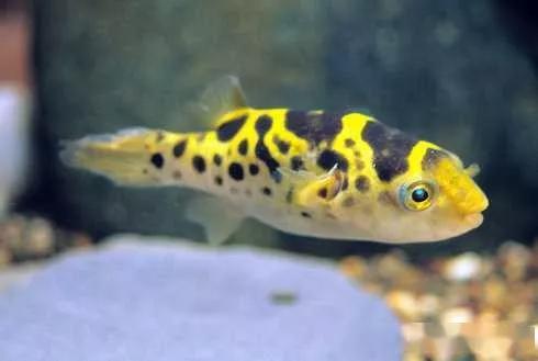 藍色的小型魚_藍色的小型觀賞魚_觀賞小型藍色魚類