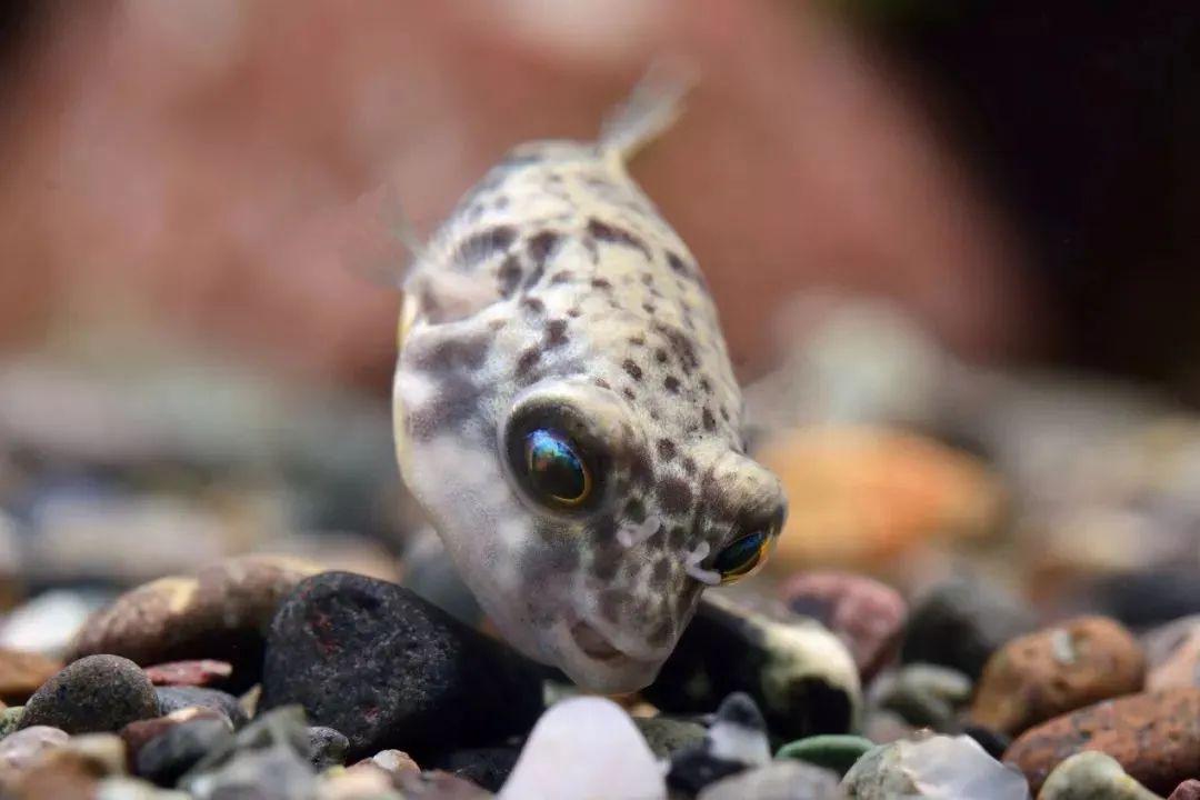 藍色的小型觀賞魚_藍色的小型魚_觀賞小型藍色魚類