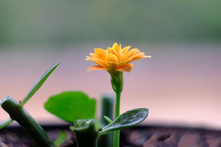 多肉 開花_多肉開花代表什么是好還是不好