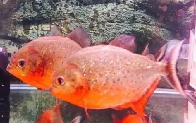 水虎魚