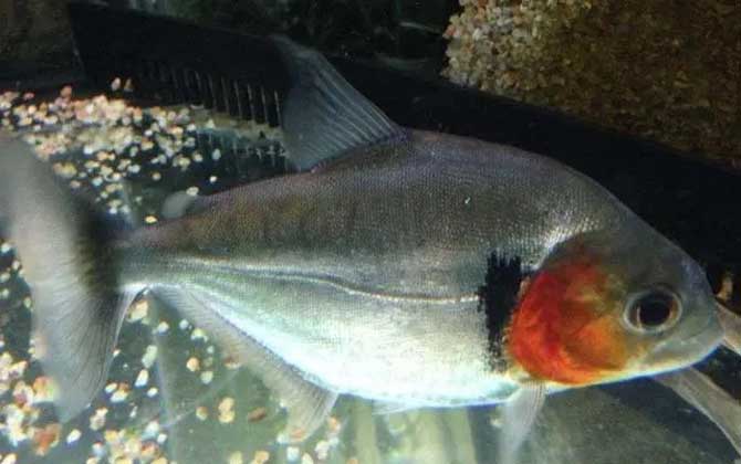 水虎魚