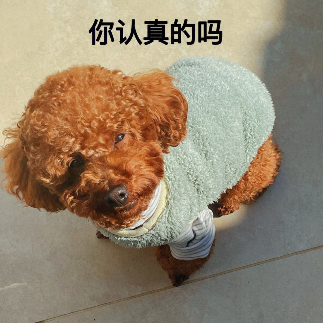 泰迪狗一只多少錢(qián)_teddy泰迪幣_(tái)泰迪go