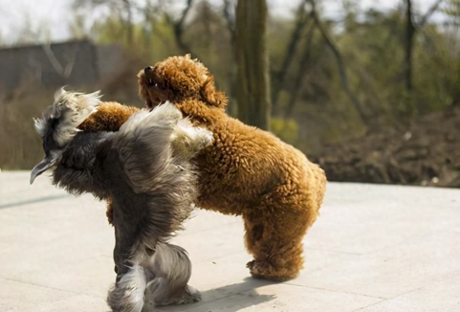 泰迪dog_泰迪go_泰迪狗一只多少錢