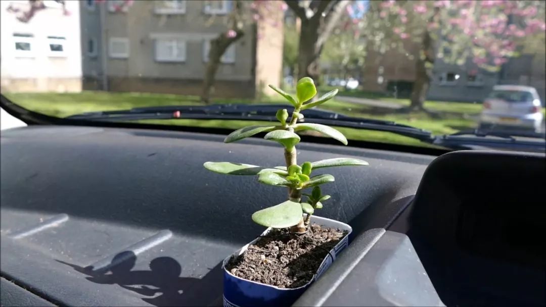有朋友將植物種在汽車里，仙人球種副駕駛邊？你覺得可行么？