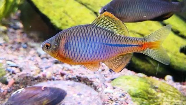 曾經沒人要的鳑鲏魚，如今價值珍貴，當觀賞魚養殖，幾千元一條