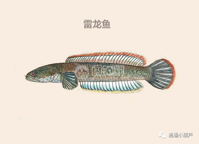 雷龍魚-雷龍魚品種大全-觀賞魚