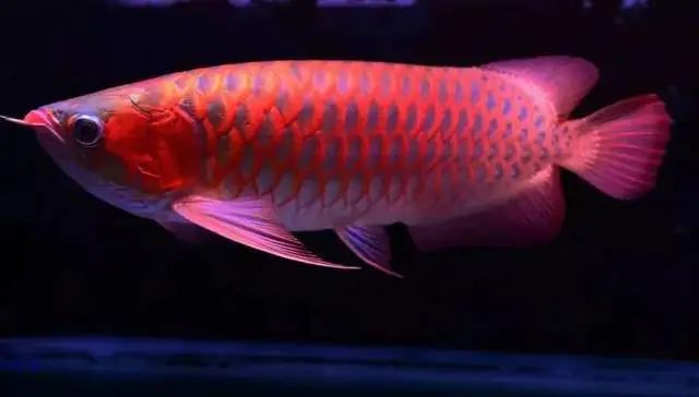 觀賞魚論壇_觀賞魚論壇_觀賞魚論壇