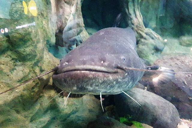 觀賞淡水小型養魚好養嗎_十大最好養小型淡水觀賞魚_觀賞淡水小型養魚好不好